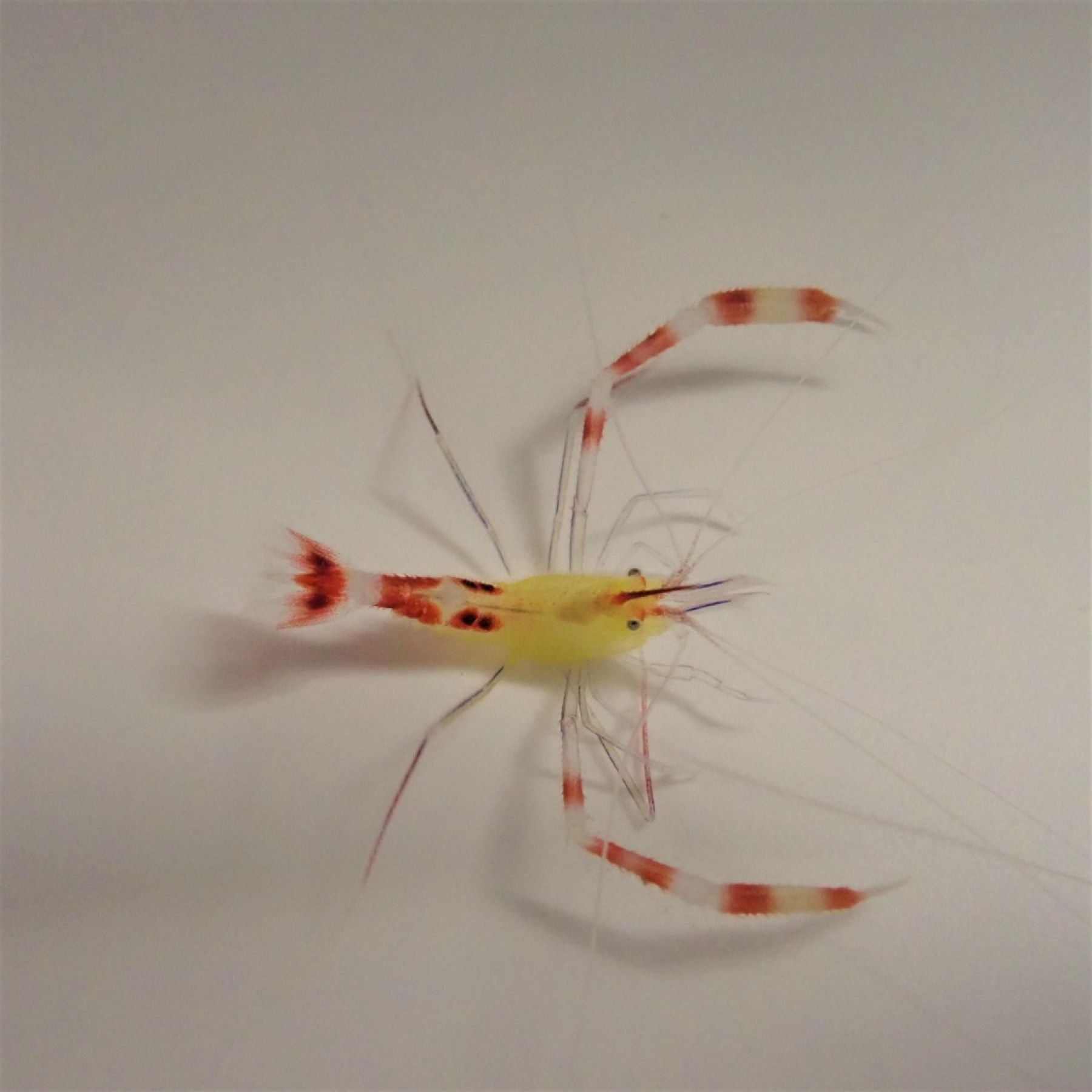 Stenopus cyanoscelis - Blaubein-Scherengarnele